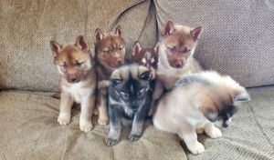 Pure Bred Siberian Huskies!!