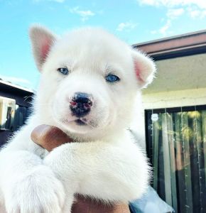 Husky puppy