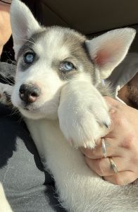 Husky’s Siberian 16/12/2022
