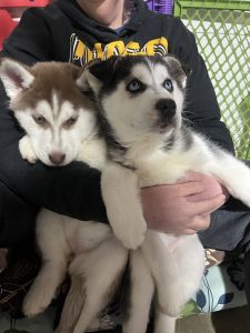 Schwartz Siberian Huskies