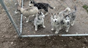 Purebred Siberian husky puppies