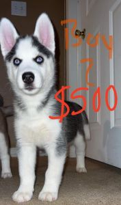 Siberian Huskies looking for great homes