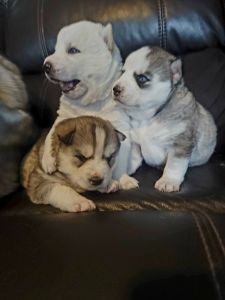 Full blooded Siberian husky ready for homes by may