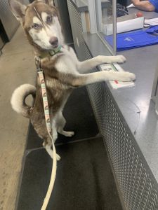 5mo husky female, named Misty