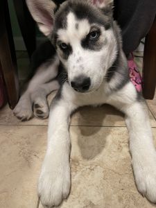 5 month old Male Husky Puppy
