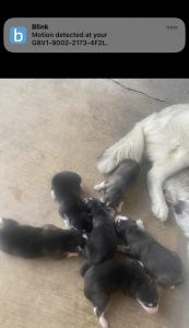 6 day olds 2 boy and 4 boys