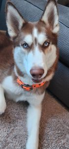 One year old Siberian husky