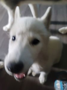 Pure siberian huskies