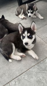 CHAMPION BLOODLINE HUSKY PUPS FOR SALE