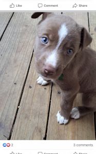 Husky pit mix