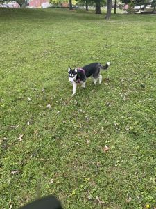 5 month old puppy for sale