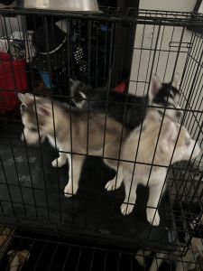 Husky puppies for sale