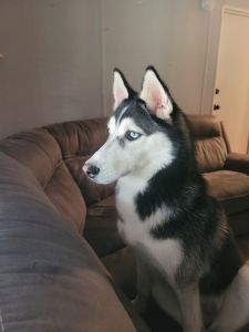 Siberian husky