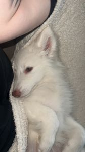 Siberian husky for sale