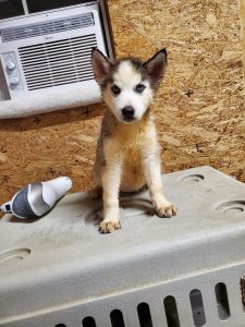 Siberian husky puppies