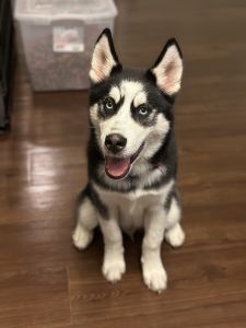 Siberian Husky Pure Bred