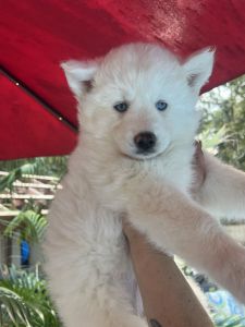 AKC Siberian huskies Nc.