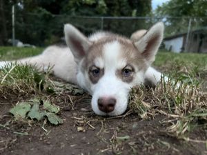 Siberian husky