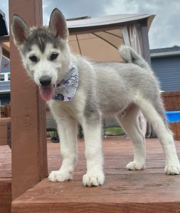 Purebred Siberian Husky pups