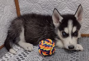 Siberian Husky Male Puppy in Southern Iowa