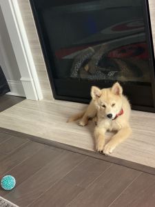 Puppy Husky for sale