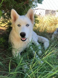 5 month white Siberian Husky