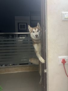 Husky Available