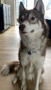 2.5 yrs old dog needs good home