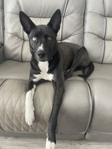 1 YO Female Siberian Husky Mix