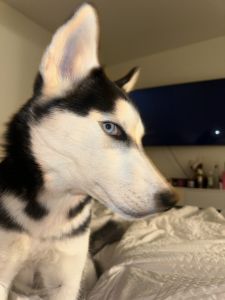 Loving Siberian Husky