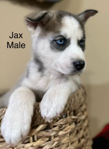 Siberian Husky Puppies