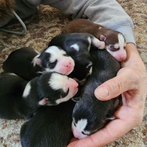 Husky pups for sale
