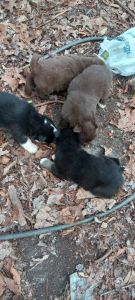 Siberian husky puppies