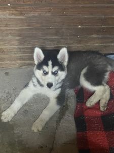 Siberian husky puppy.
