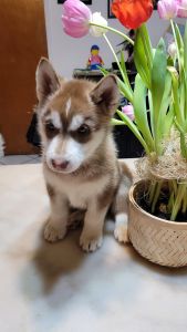 Husky Baby
