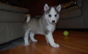 siberian husky puppy xmas home (***) ***-***8