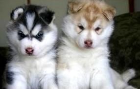 AKC S*I*B*E*R*I*A*N H*U*S*K*I*E* S WITH BLUE EYES