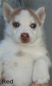 Siberian Husky Pup 4 sale