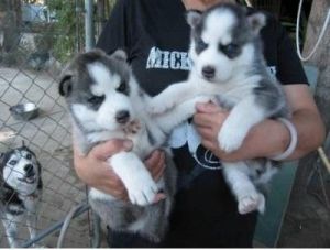 Siberian Huskiies for sale