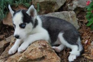 Siberian husky puppies