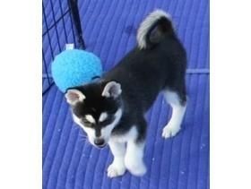 Outstanding Siberian Husky Puppies (***) ***-***4,