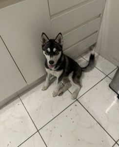 Siberian boy husky