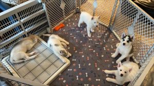 Husky Puppies for sale