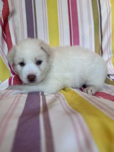 Siberian husky puppies