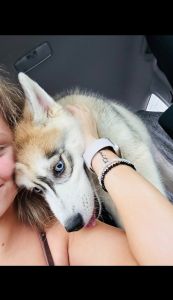 Siberian Husky puppy