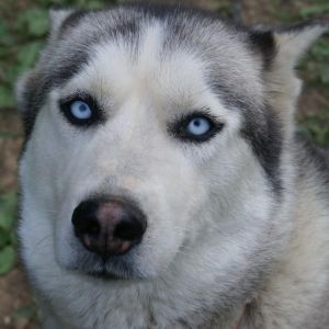 AKC Siberian Husky Pups