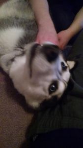 bi eyed 14mo husky 600obo