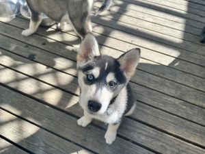 Purebred husky puppies