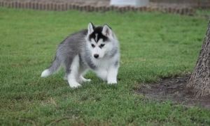 male and female Siberian husky puppies