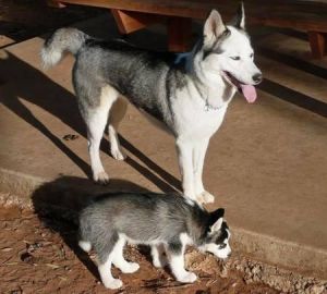 cute husky puppy